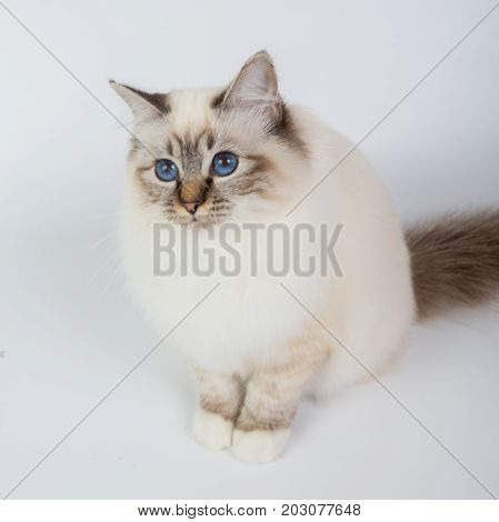 Sacred Birman Cat, Birma Isolated On A White Background, Studio Photo