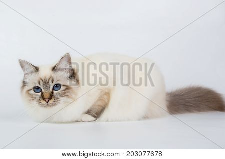 Sacred Birman Cat, Birma Isolated On A White Background, Studio Photo