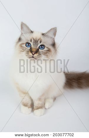 Sacred Birman Cat, Birma Isolated On A White Background, Studio Photo