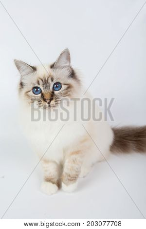 Sacred Birman Cat, Birma Isolated On A White Background, Studio Photo
