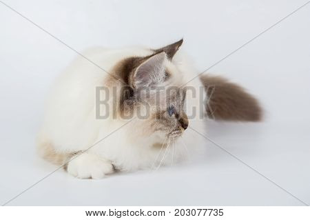 Sacred Birman Cat, Birma Isolated On A White Background, Studio Photo