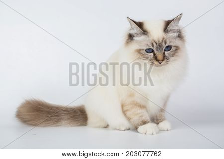 Sacred Birman Cat, Birma Isolated On A White Background, Studio Photo