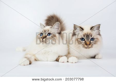 Two Sacred Birman Cats , Birma Isolated On A White Background, Studio Photo