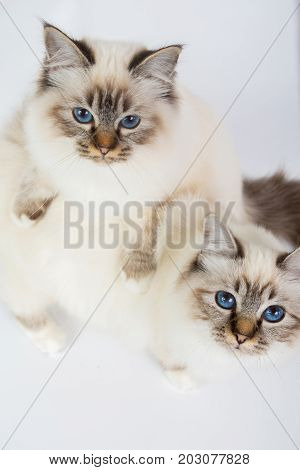 Two Sacred Birman Cats , Birma Isolated On A White Background, Studio Photo