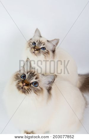 Two Sacred Birman Cats , Birma Isolated On A White Background, Studio Photo