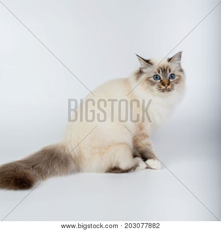 Sacred Birman Cat, Birma Isolated On A White Background, Studio Photo