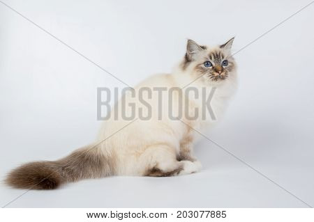 Sacred Birman Cat, Birma Isolated On A White Background, Studio Photo