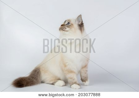 Sacred Birman Cat, Birma Isolated On A White Background, Studio Photo