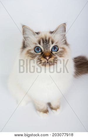 Sacred Birman Cat, Birma Isolated On A White Background, Studio Photo
