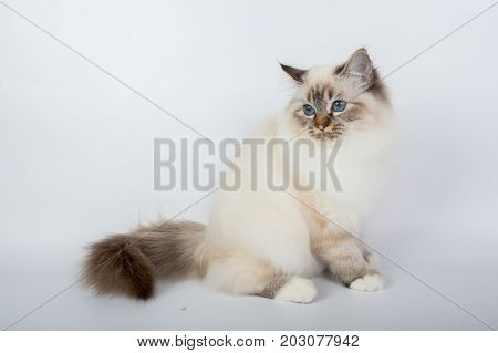 Sacred Birman Cat, Birma Isolated On A White Background, Studio Photo