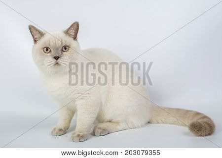 British Beige, Lilac, White,color Point, Cat Isolated On A White Background, Studio Photo