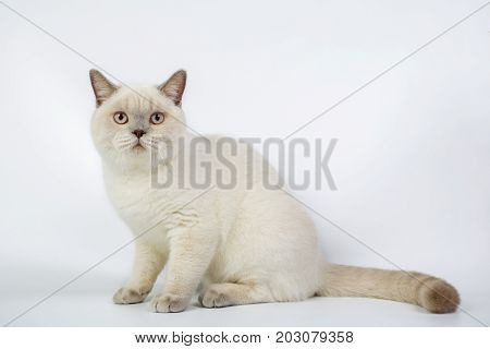 British Beige, Lilac, White,color Point, Cat Isolated On A White Background, Studio Photo