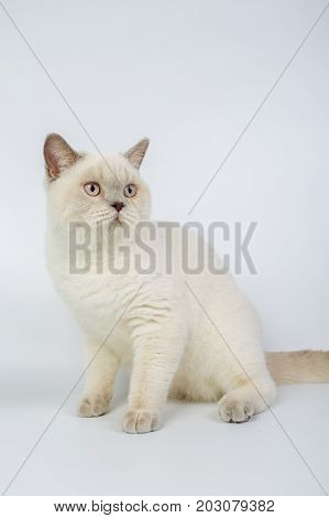 British Beige, Lilac, White,color Point, Cat Isolated On A White Background, Studio Photo