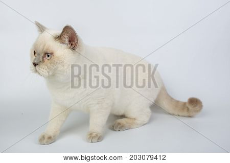 British Beige, Lilac, White,color Point, Cat Isolated On A White Background, Studio Photo