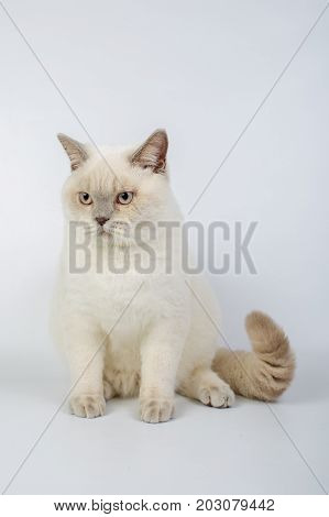 British Beige, Lilac, White,color Point, Cat Isolated On A White Background, Studio Photo