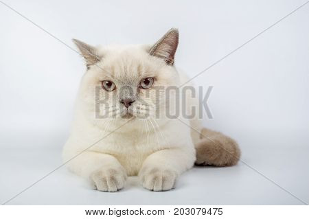 British Beige, Lilac, White,color Point, Cat Isolated On A White Background, Studio Photo