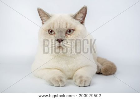 British Beige, Lilac, White,color Point, Cat Isolated On A White Background, Studio Photo