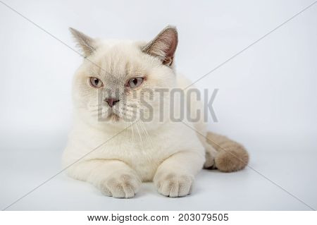 British Beige, Lilac, White,color Point, Cat Isolated On A White Background, Studio Photo