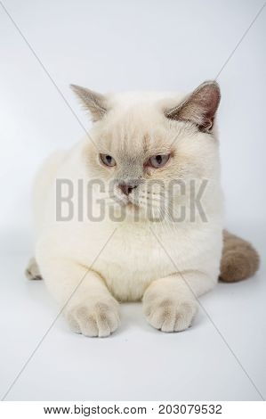 British Beige, Lilac, White,color Point, Cat Isolated On A White Background, Studio Photo
