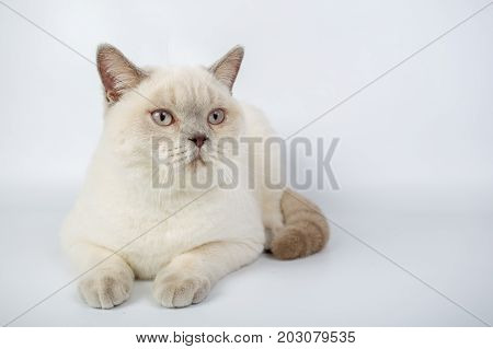 British Beige, Lilac, White,color Point, Cat Isolated On A White Background, Studio Photo
