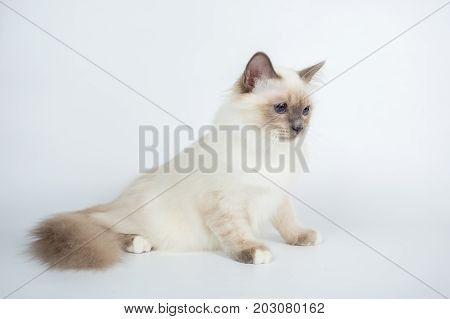Sacred Birman Cat, Birma Isolated On A White Background, Studio Photo