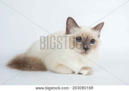 Sacred Birman Cat, Birma Isolated On A White Background, Studio Photo