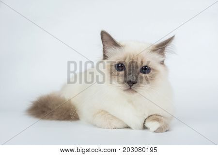 Sacred Birman Cat, Birma Isolated On A White Background, Studio Photo