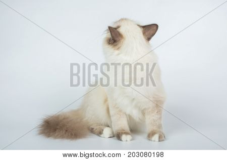Sacred Birman Cat, Birma Isolated On A White Background, Studio Photo