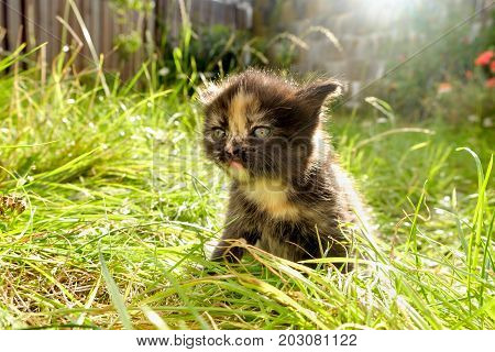 Cute adorable meowing tabby black white kitten outdoors