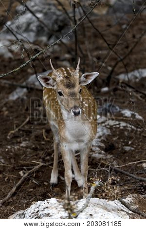 Spotted deer, male (Axis axis) in the natural habitat (Macedonia, northwest Greece)