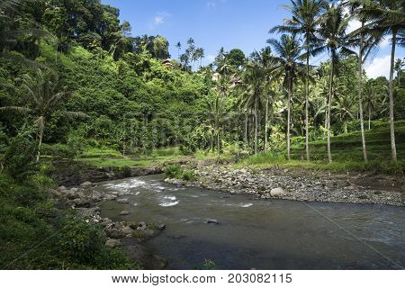 Sayan terraces with river, terraced ricefields, with palmtrees Ubud, Bali, Indonesia