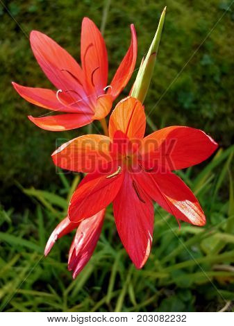 Two Open Bush Lily Flowers in the Sunlight