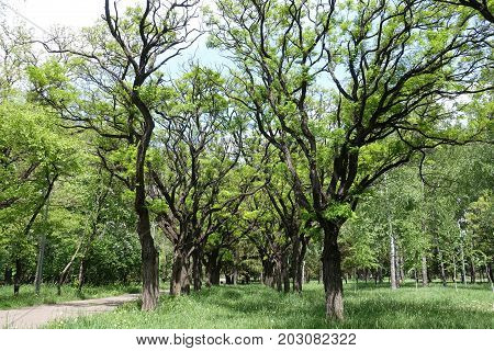Alley Lined With Robinia Pseudoacacia Umbraculifera Trees