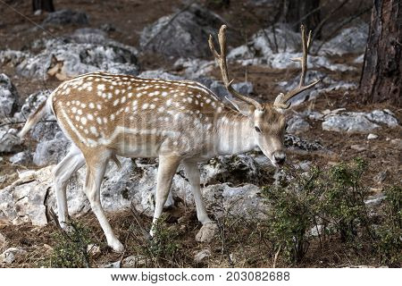 Spotted deer, male (Axis axis) in the natural habitat (Macedonia, northwest Greece)