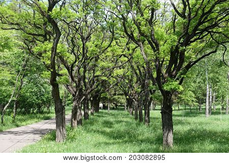 Two Rowas Of Robinia Pseudoacacia Umbraculifera In The Park