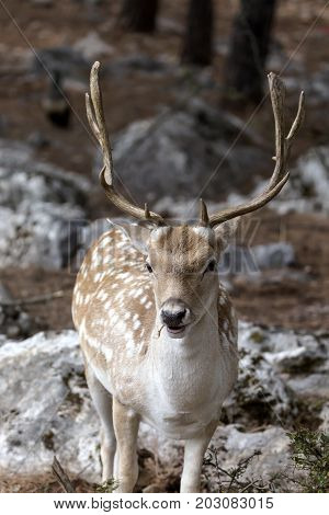 Spotted deer, male (Axis axis) in the natural habitat (Macedonia, northwest Greece)