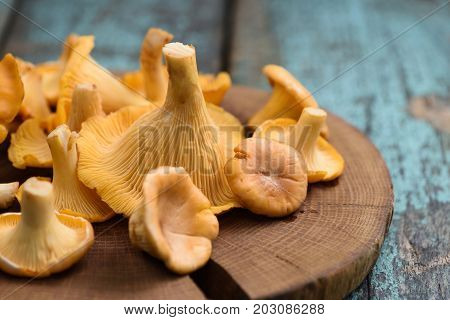 Fresh whole chanterelle forest mushrooms on wooden plate on old turqoiuse boards close up