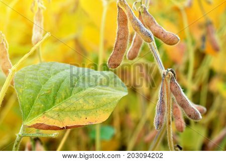 Ripe soybean plants growing in a field. Soy agriculture.