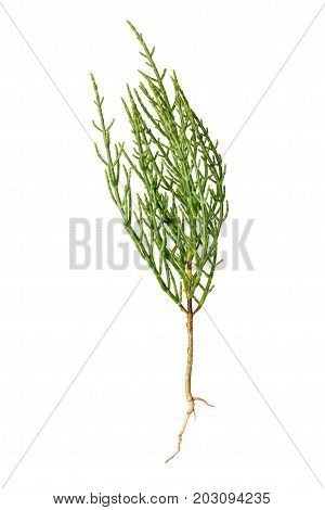 Fresh marsh samphire a coastal plant with vibrant green stalks and a crisp salty taste isolated on a white background