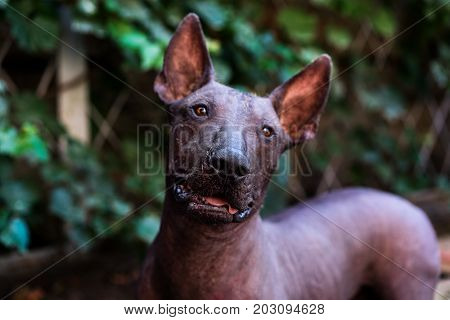 Close up portrait One Mexican hairless dog (xoloitzcuintle Xolo) on a background of green grass and trees