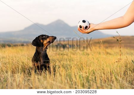 dog (puppy) breed dachshund black tan looks at the host's hand with the ball in anticipation of the game. Dog playing in the game with a man.