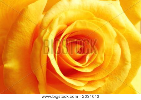 Gelbe rose