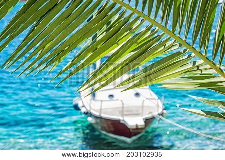 Beautiful palm tree and little boat in Maslinica Solta island Croatia. Summer vacation destination. Seasonal natural scene.