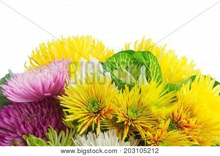 Chrisantemum fresh fall bright flowers border isolated on white background