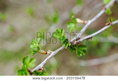 Young Leaf Gooseberry