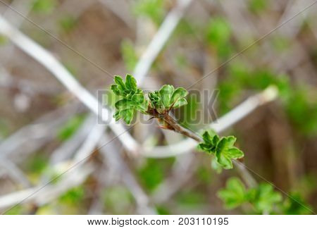 Young Leaf Gooseberry