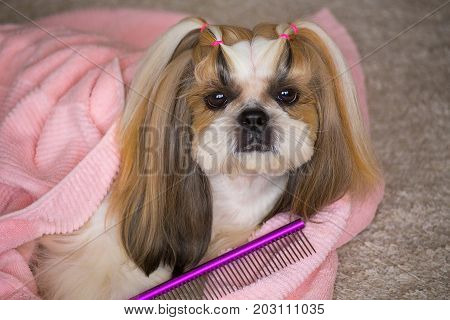 Beautiful funny shih-tzu dog at the groomer's table in the studio preparing for the dog show - isolated on white. Best fashion style of the professional groomer care.