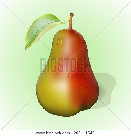 juicy red- yellow pear and leaf vector illustration