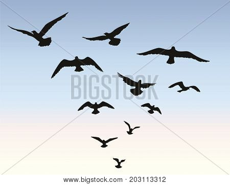 Bird flying silhouette over blue sky background. Animal wildlife skyline