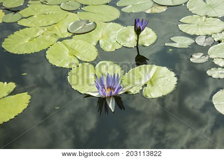 A blue lily and a green leaf in a pond. Water lily, water lily.
